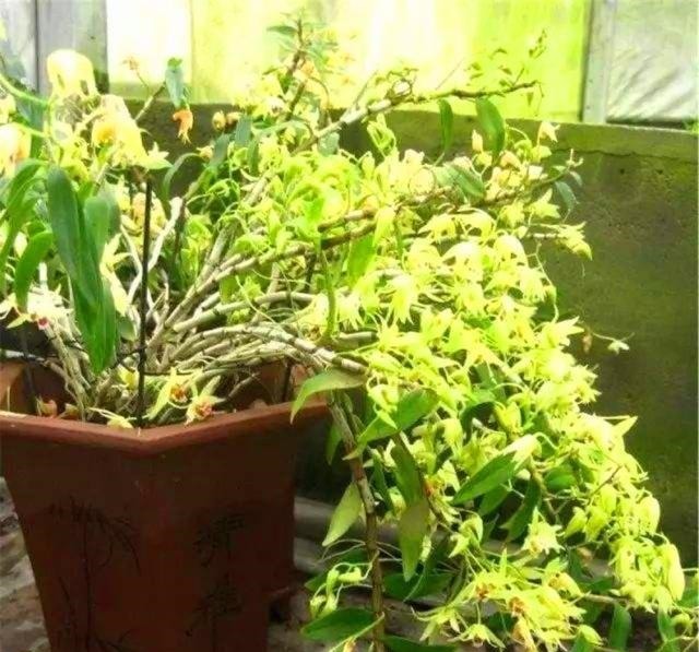 盆景|4种“名贵中药”做盆景,一养就是30年,土豪出价“5万”都不卖!