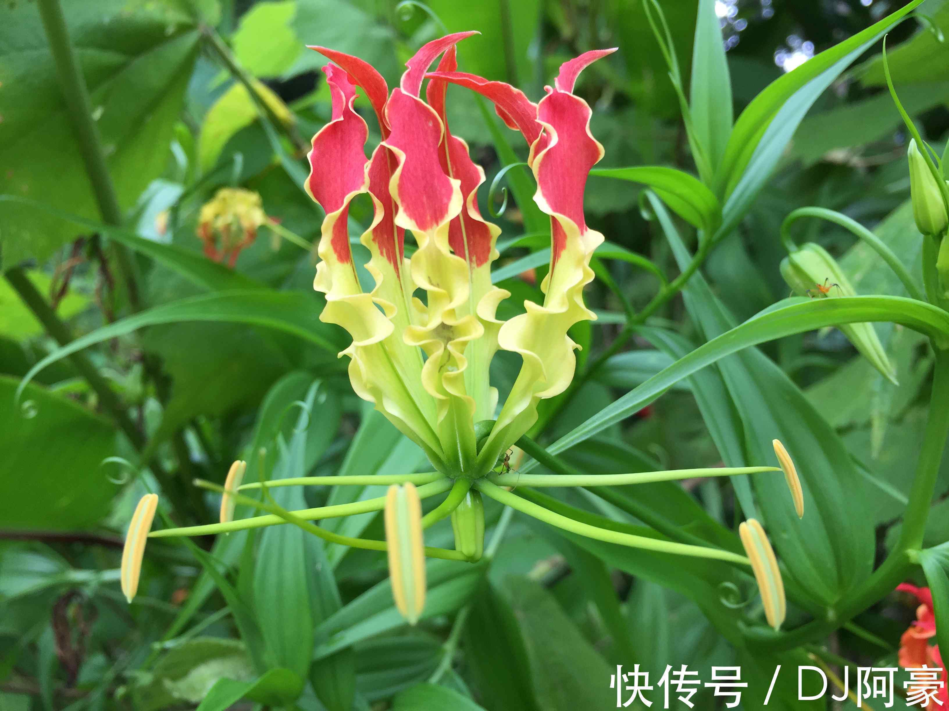 此花|此花是津巴布韦国花,犹如燃烧的火焰,艳丽而高雅,象征着荣光