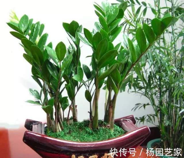 金钱树|5种“旺财花”,建议客厅养一盆,净化空气,格调高雅上档次
