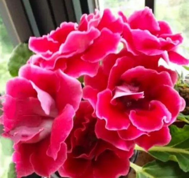 花球|几种花美翻了，开花漂亮又好养，好养易爆盆，惊艳如花球