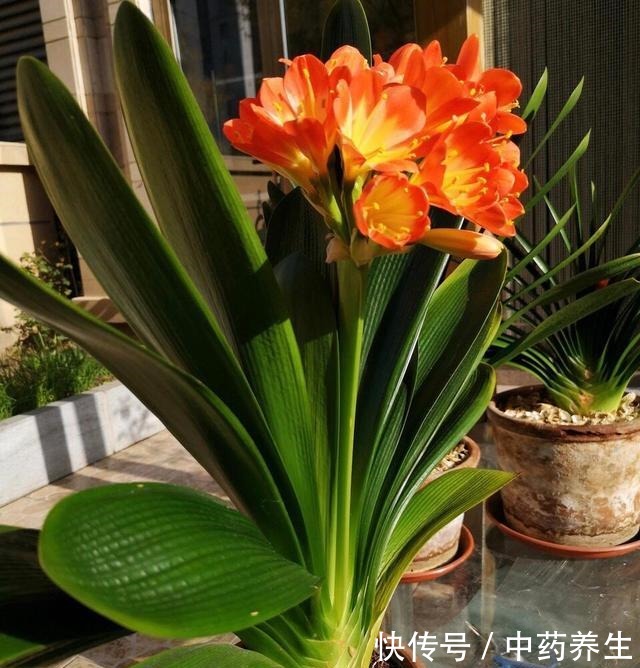 春节前养“君子兰”最关键,2种“肥料”撒盆里,呼呼冒花箭!