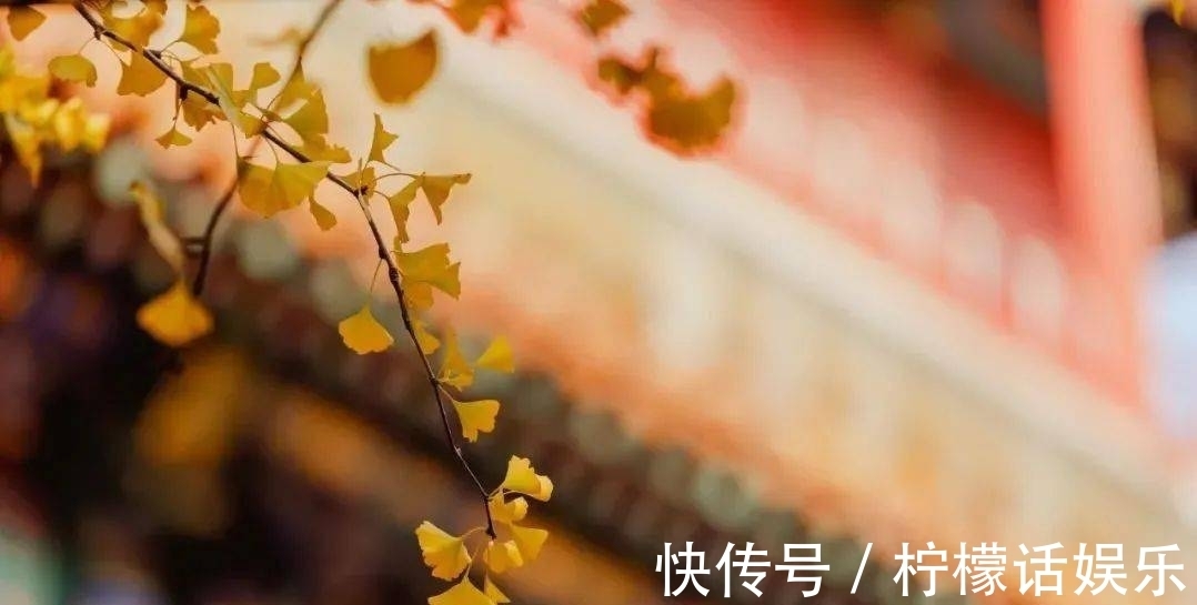 萧萧|秋意落,雁声远,独留孤客挂心间