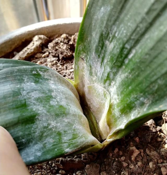 雨水|10种不能淋雨的花,淋完雨就死,盆栽养花注意事项