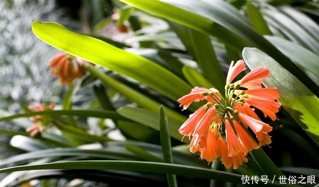 夏天来了,君子兰喜欢“1多2少”,既能安全度夏,又能长花芽