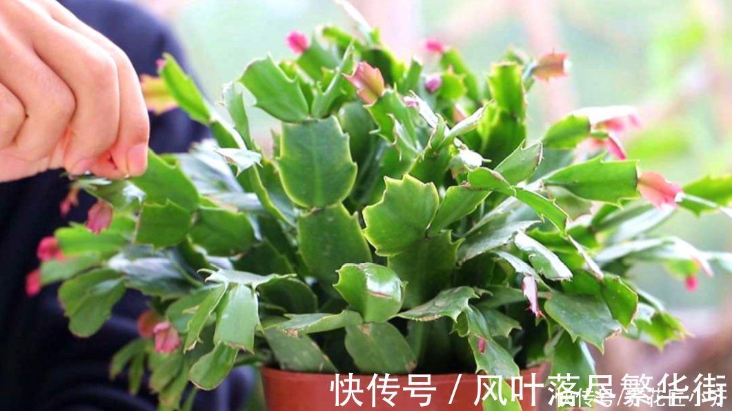 新叶|蟹爪兰要不要掐叶子？掐对就能开花多，掐错一个花苞也不长