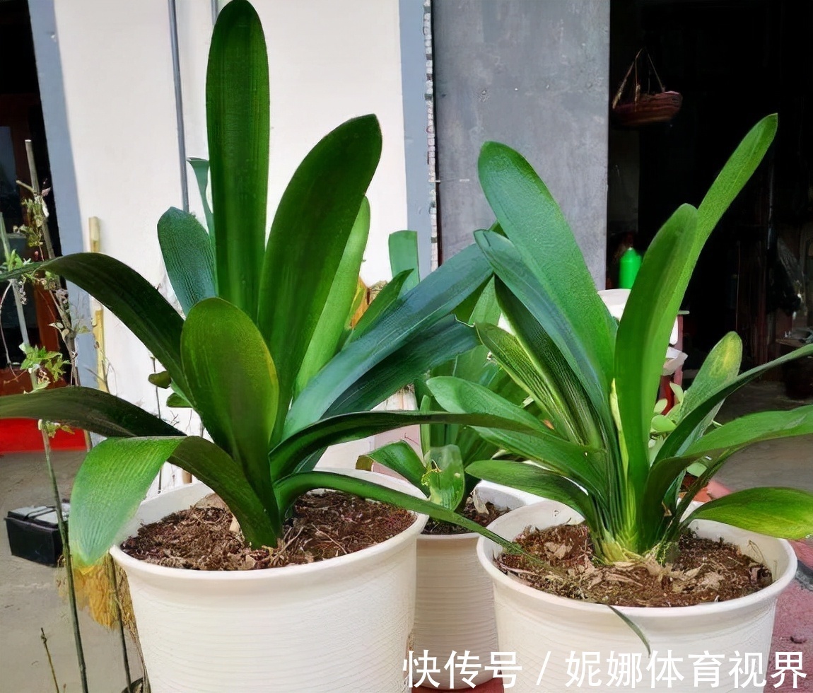 李大姐养君子兰,年年开大花,有吉祥好兆头,原来是她做对5件事