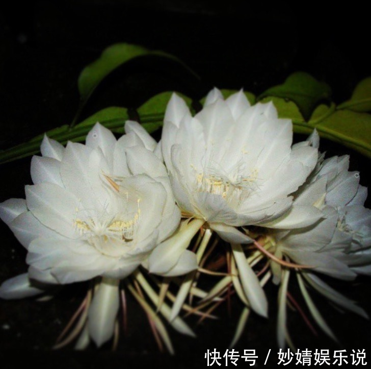 养花|1种花1年只开2、3天，花朵洁白、有仙气，养它值了！