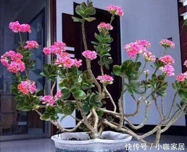 老桩|3种常见的植物,轻松养成老桩盆景,漂亮又美观