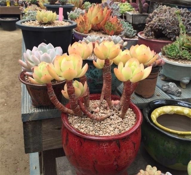 多肉|养多肉浇灌2种“营养液”,根系发达、叶子圆润,1年变老桩