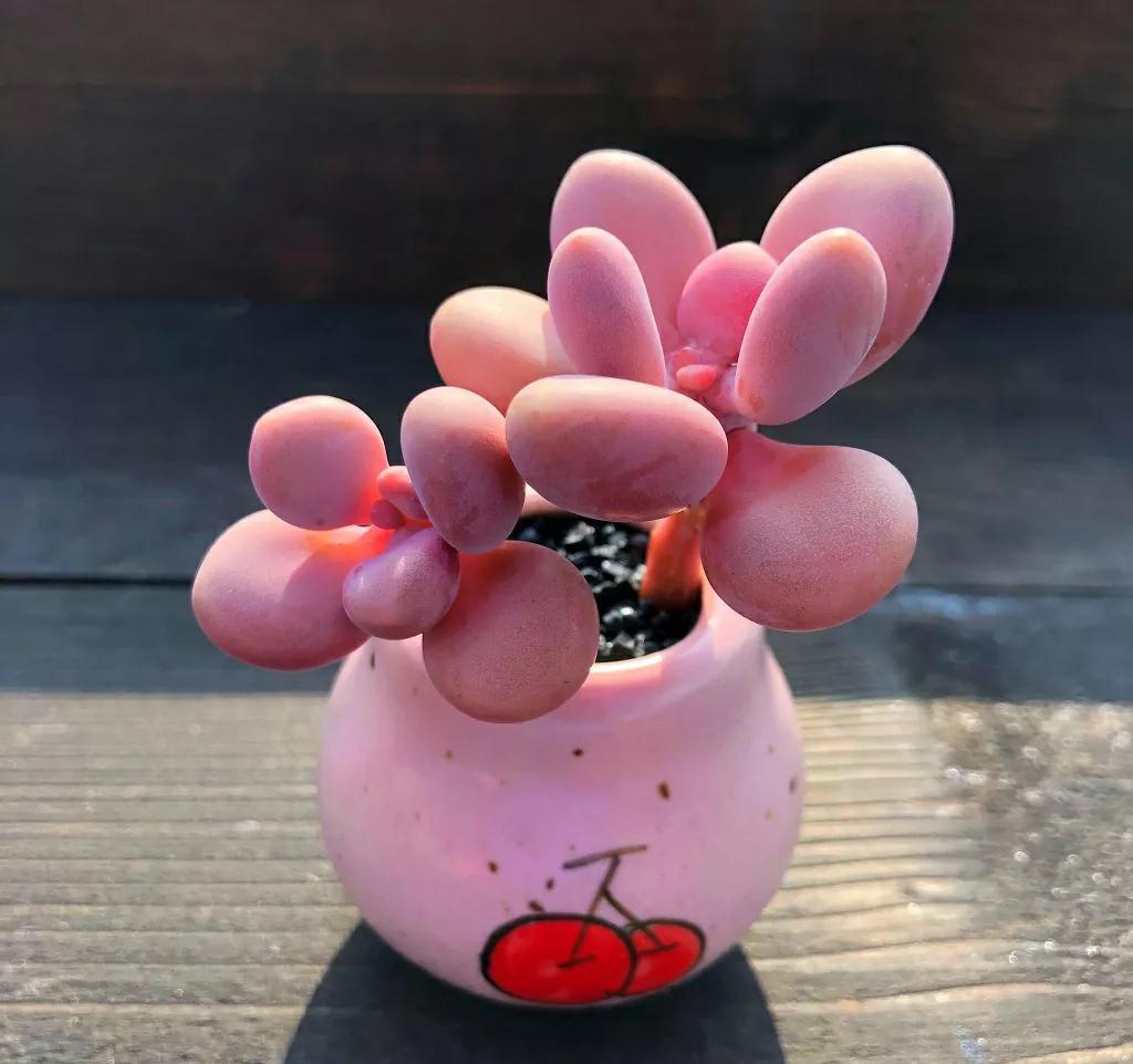 桃蛋,不要拿桃美人冒充,它不配和做姐妹,你知道区别在哪嘛