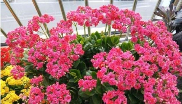 3种花是花中劳模，一年四季开花不断，谁养谁喜欢