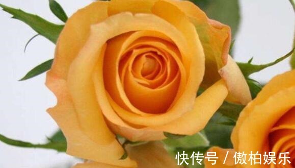 家养养玫瑰选“假日公主”花“橙子色”身不带刺，养上超值！