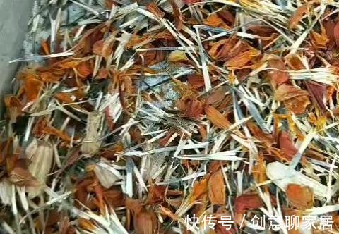 凤仙花|10种花开完不要剪，等20天之后，1盆变多盆