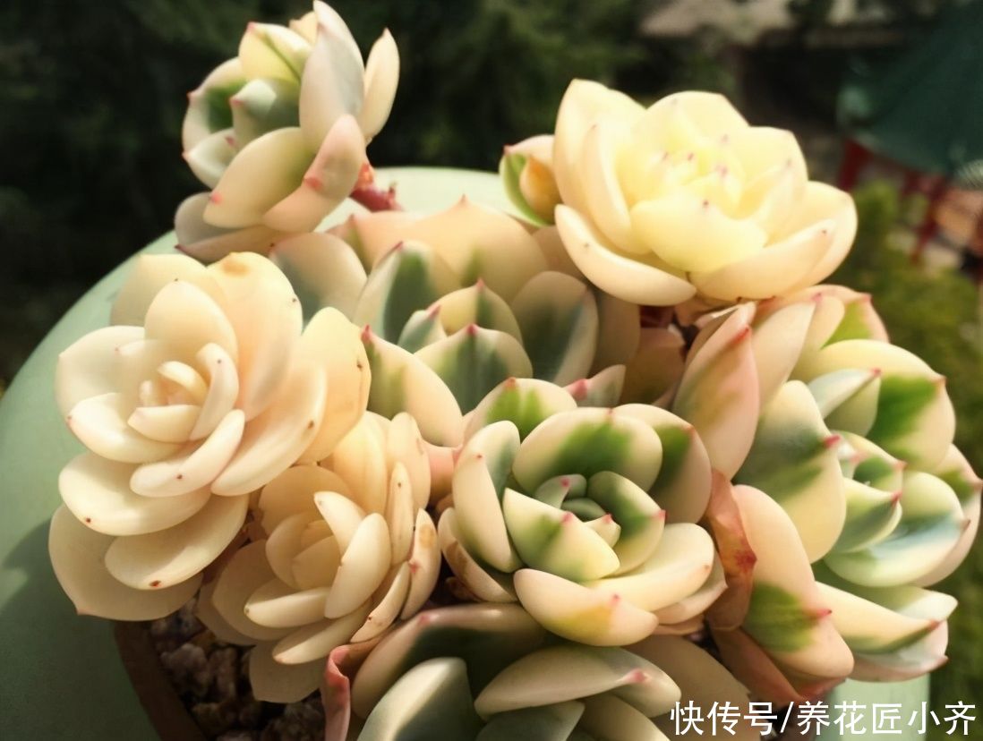 老手|新手刚接触多肉，记住“四不买”，让你养多肉变得简单