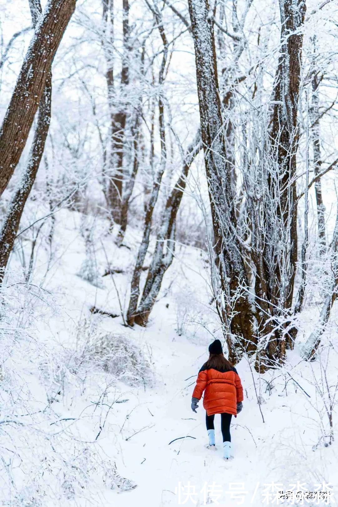 山下|十里风雪天涯路，秦岭雪乡留下吧，紫柏山下是我家