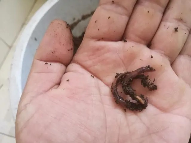 蚯蚓大显身手的黄金季节，解决几个使用难点，专攻大鲫鱼！