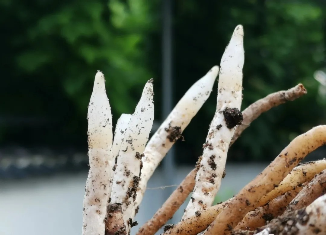 兰花|轻松看出兰花是否烂根?连花盆都不用翻,新手兰友也会看准确