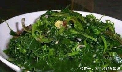 农村荒地生长的野菜,功效强悍,补钙、除口臭,你吃过吗?