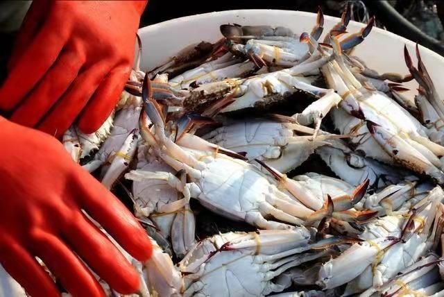 腹部|买螃蟹，是不是“顶盖肥”就看这“1处”，老渔夫的方法就是实用