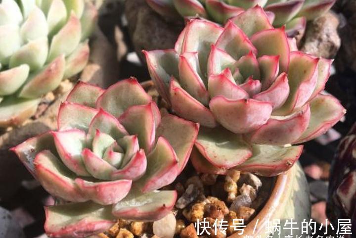 养肉路上处处坑,加州女王居然是这种多肉,不了解就掉坑里了