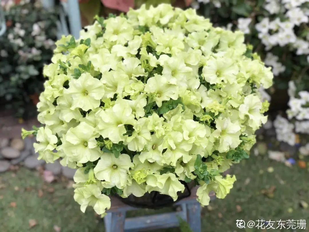 家里养了月季，花后使劲剪，越剪越开花，真省心