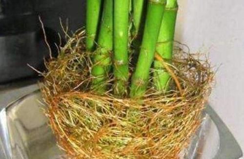 用“土方法”制作的花肥,才是养花“万能肥”,养啥旺啥