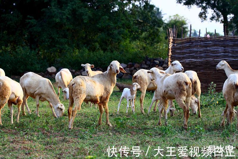 生肖|生肖羊8月一到好运来，财富运势大大提升，赚得盆满钵满