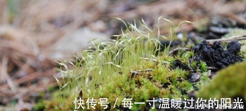 苔#袁枚最有哲理的一首诗,虽然我们很渺小,但也要活得比别人更精彩