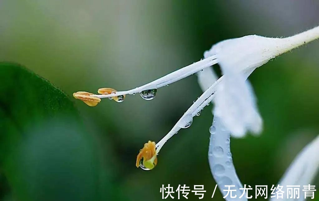 套数|张养浩 一枝花咏喜雨（套数）