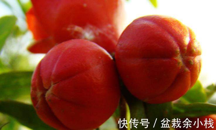 品种|石榴的花好看果也好看，栽在庭院中最适合，但石榴有花无果时咋办