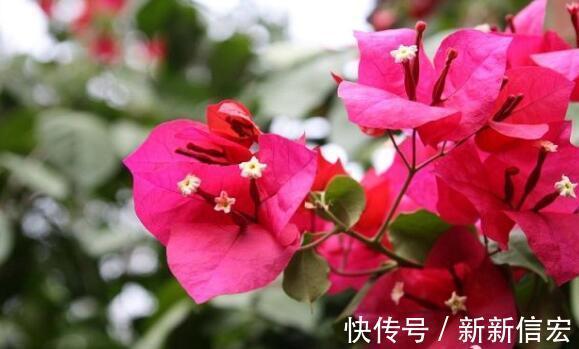 鲜艳|不如养这几款小花，比吊兰好养，花朵鲜艳迷人