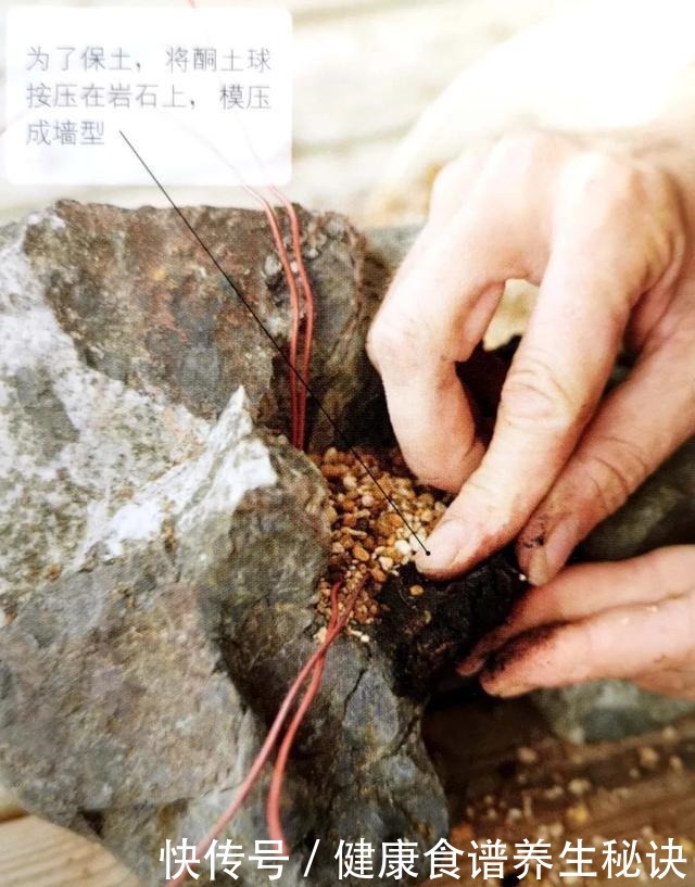 “岩石与树枝”一步步完美契合,叹服附石盆景的魅力无人能挡!