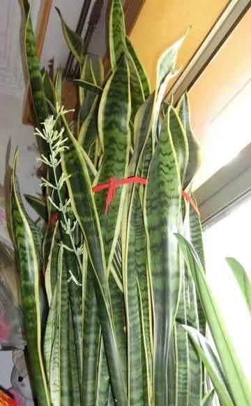 爆盆|养护虎皮兰,做好这三大定律,爆盆、开花、长到天花板