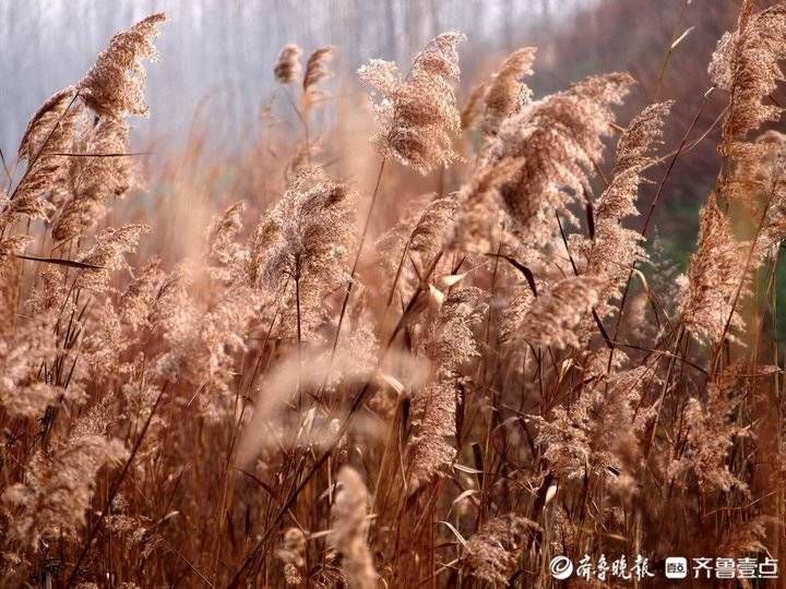 冬韵|狄花飞舞美如古诗，大沽河冬韵迷人