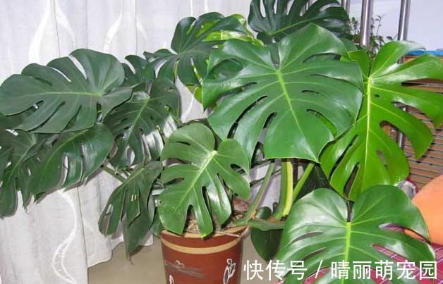 香蕉皮养花，用法可真多，泡水、混土、晒干当肥，还能擦叶子