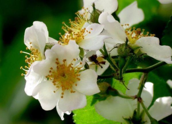 养花试试此款花期长的,花朵粉嫩丰腴,绚丽夺目