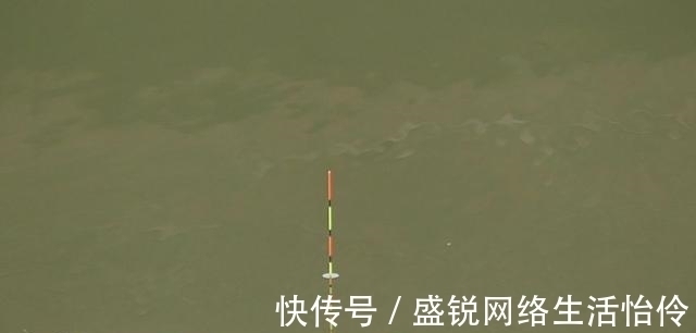 锚鱼|鲢鳙怎么钓?很多人第一步就错了。注意到这3点就怕鱼护装不下