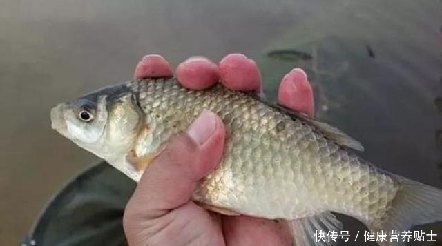 又一鲫鱼钓法强势来袭自从有了它,鲤鱼再大都没兴趣,不得不服