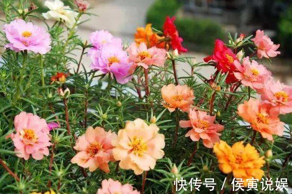太阳花|这“3种”花爱开花,阳台养几盆,开成小花海,邻居看了羡慕不已