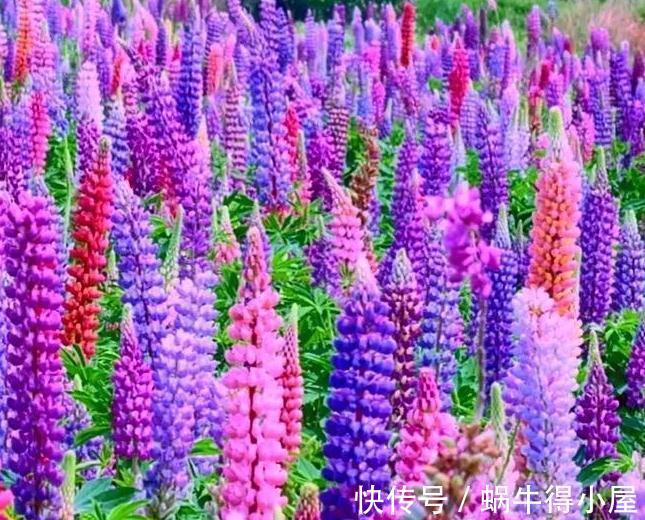 植株|花园不能没有它，鲁冰花一开成一片，五彩缤纷煞是好看
