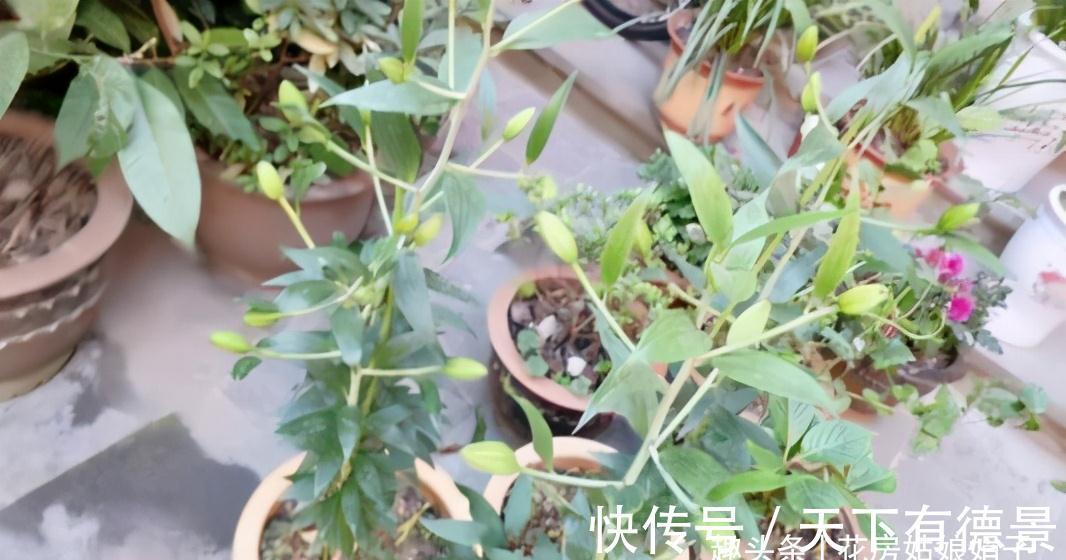 光照|百合花光长叶不开花，主要是4个方面的原因，做对了，开花很简单