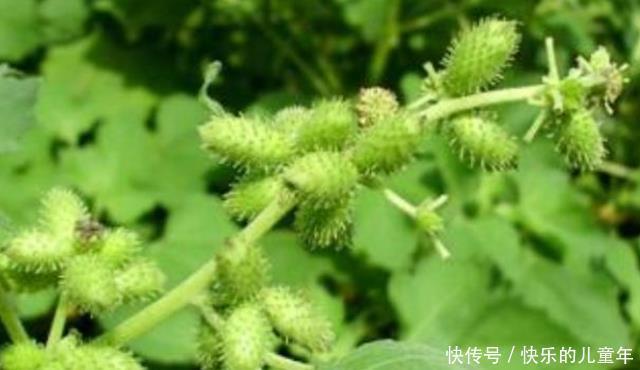野菜没用处?这种“野草”或可治疗“蛇毒”,建议:别傻傻扔掉