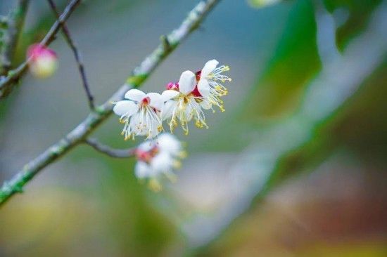 油菜花|康养微度假 龙岩赏花游园之旅走起