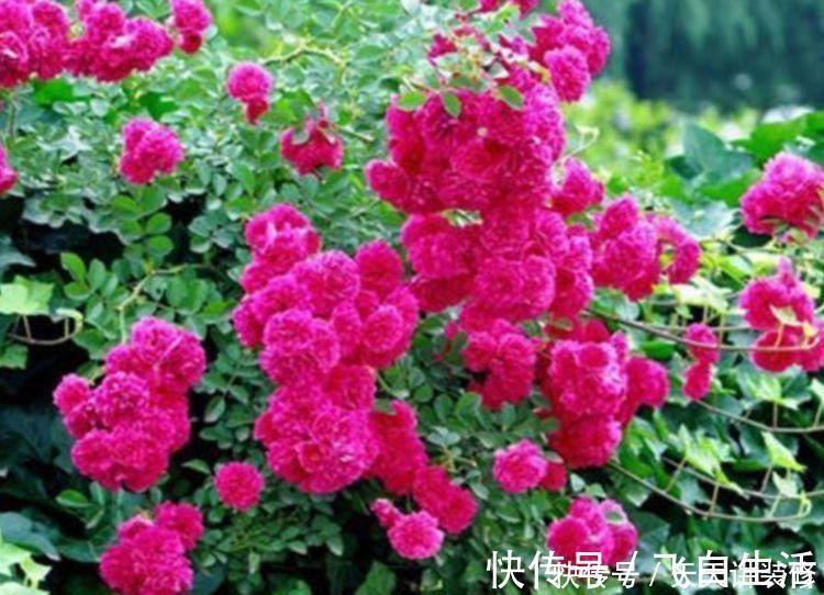 “4种花”好养又漂亮，花开媲美玫瑰，花朵姿态万千，美