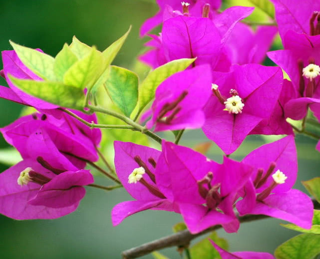 三角梅不开花喝了3种“催花水”,冒满枝的花,花开娇艳爆满盆