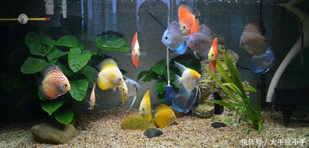 鱼缸里有油膜怎么办