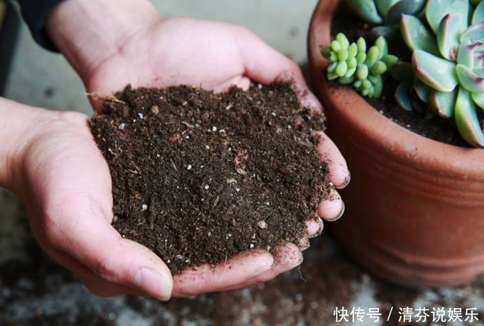 不是什么土都能养花！30年老花农这样配土，网友发现细节有猫腻