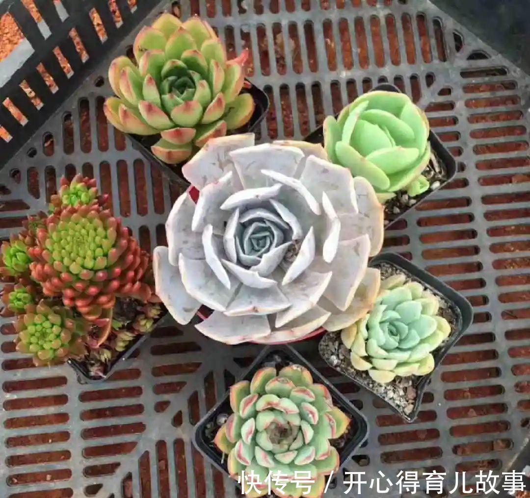 养花:这种多肉,是杂交的混血宝宝,你家有吗?