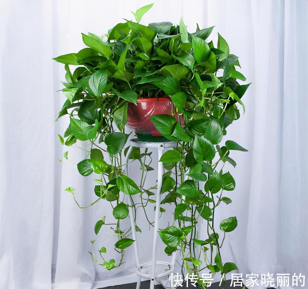 公认的“十种健康花”，建议至少养一盆，净化空气一级棒