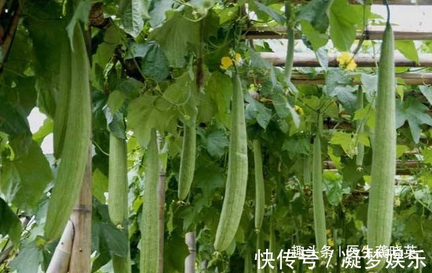 丝瓜|丝瓜叶不要扔掉,城里人大价钱买不到!只因有这三个特殊功效